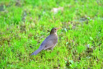 image of a common blackbird on a grass.