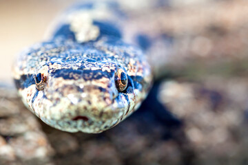 Southern smooth snake (Coronella girondica).