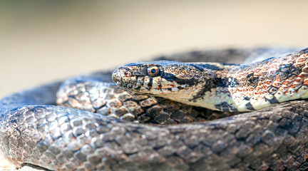 Southern smooth snake (Coronella girondica).