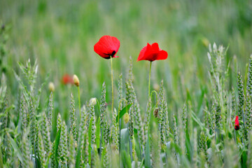 Naklejka premium Poppy in the field of wheat