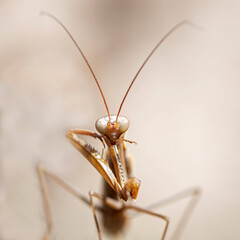 European mantis cleaning(Mantis religiosa).