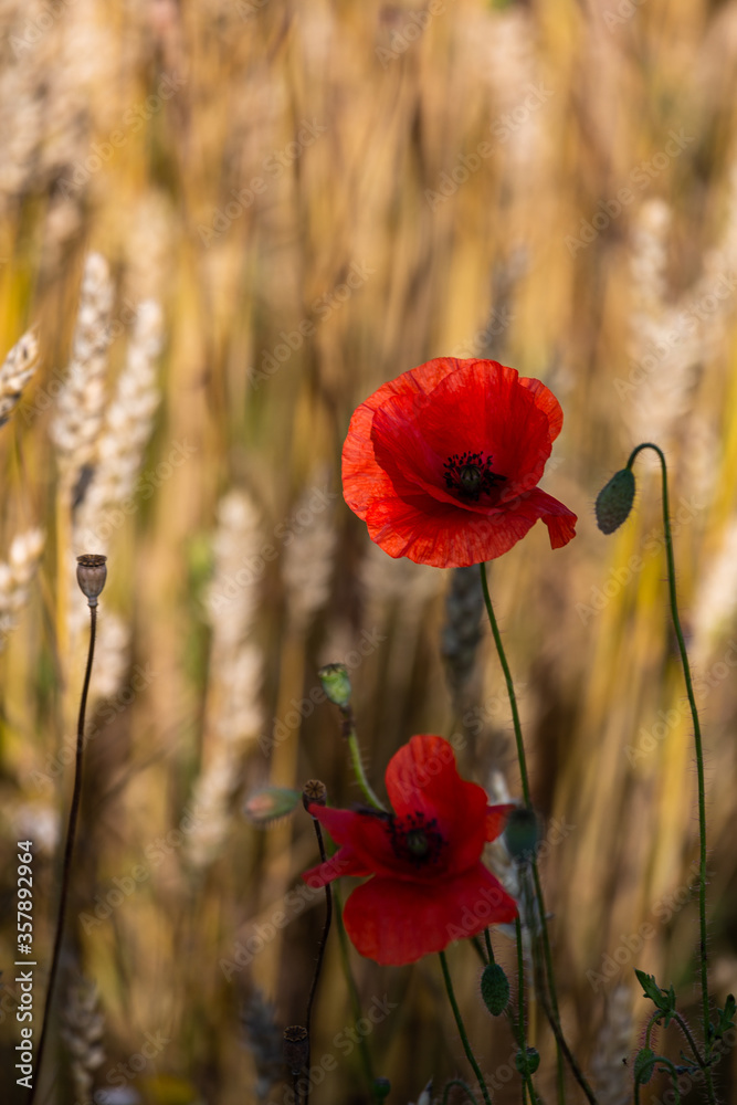 Wall mural red poppies in a cereal field with green and yellow backgrounds