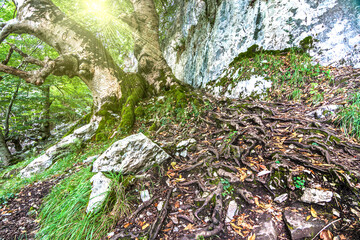 Beech forest in early autumn. Collados del Ason natural park, Cantabria (Spain).