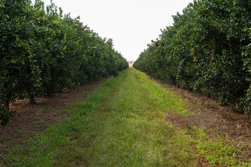 Fototapeta na wymiar Ponkan a type of tangerine plantation. View of many tangerine trees
