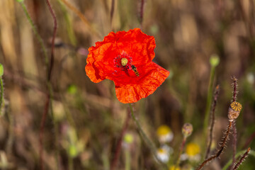 red poppies in a cereal field with green and yellow backgrounds