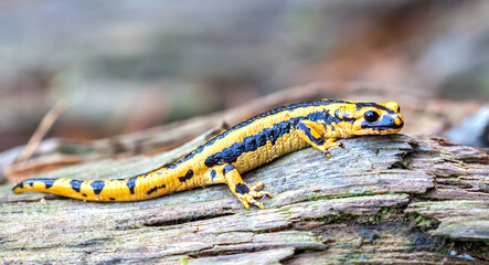 Fire salamander (Salamandra salamandra).