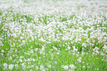 Summer field of dandelions flowers