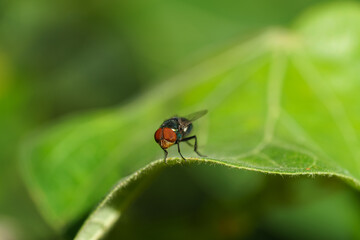 mouche sur feuille verte