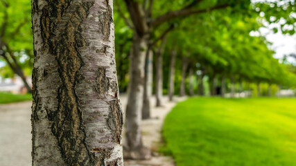Panorama crop Trees with rough white barks lining a paved road and vibrant green lawn