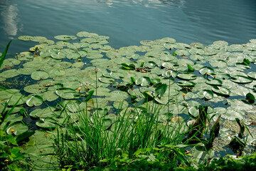 water lilies in the pond