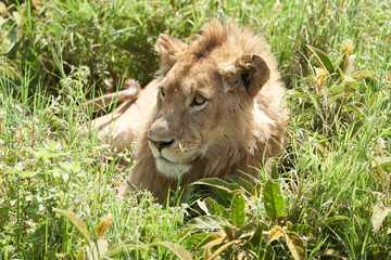 A Young Lion in the morning sun of Ngorongoro crater Serengeti