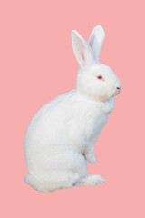 Cute young white rabbit  on a pink background