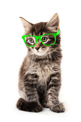 Little kitten isolated on white background. Funny kitten cat