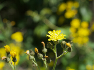 hawksbread or crepis or Pippau so many name and she is so beautiful