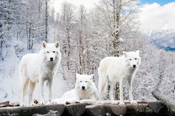 Arctic Wolves. White wolf in Winter Forest