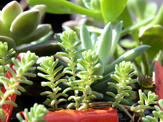 
Succulents in the sun.

Beautiful image of a cluster of succulent plants.