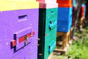 colored wooden streets with bees in the apiary