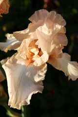 
beautiful peach blossom iris flower