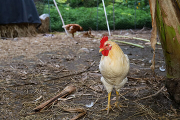 The Baby Rhode Island is stand up in garden at thailand
