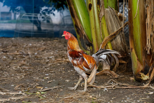 The colorful fighting cock is walking in farm at thailand