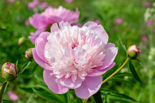 peone pink flower spring petal blossom. Summer bloom