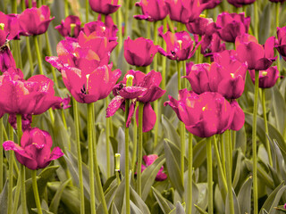 Obraz premium Multicolor Tulips Blooming Outdoors