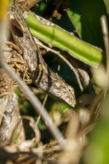 tête et corps de lézard