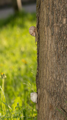 Grape snail early morning