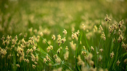 Grass and leaves