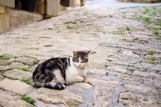 Chat tigré avec des taches blanches couché dan la rue pavée. 