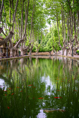 Obraz premium Étang de Cucuron, Provence, France. Printemps, des poissons rouges dans l'eau. Les arbres platanes autour d'étang. Photo verticale. 