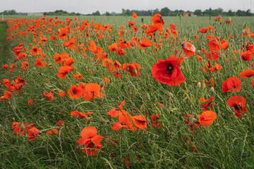 Field of red poppies. Rural scene of a green field and red poppy flowers
