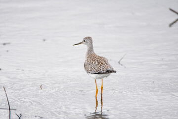 Lesser Yellowlegs perching on the shallows.     Vancouver BC Canada
