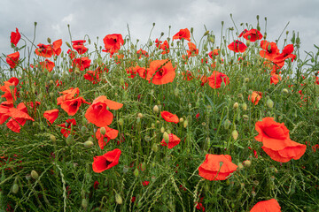 Obraz premium Close up view of red poppies in the field with clouds