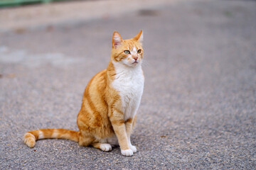 Joli chat roux tigré assis dans la rue.