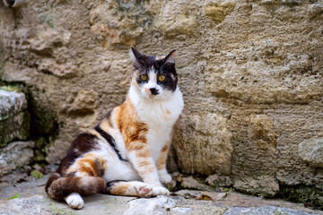 Chat calico - blanc, rouge, noir, couch&eacute; dans la rue, contre le mur en pierre. Provence. 