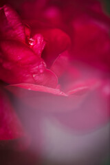 rain drop on red rose petals