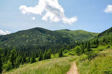 Obraz premium Scenic skyscape with blue sky full of windy clouds, and beautiful green mountains. Carpathians, Ukraine. Natural landscape