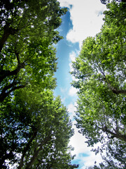 Árboles y cielo
