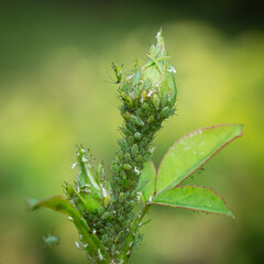 small black aphid on a green leaf in the open air close up