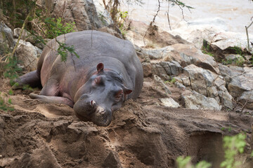 Hippo Hippopotamus amphibious Africa Safari Portrait Water Out open roar