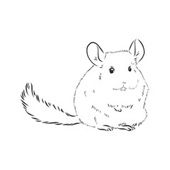 Chinchilla dog sketch style vector illustration. Old hand drawn engraving imitation. chinchilla animal, vector sketch illustration