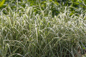 Beautiful horizontal texture of green Reed canary grass is in summer