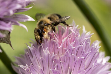 Honey bee on top of a pink flower.