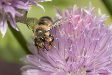 Honey bee gathering the pollen.