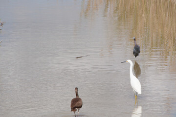 Waterbirds standing in water