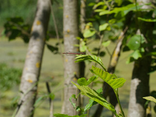 Adonis-Dragonfly, Adonis-Libelle auf einem Blatt sitzend in der Sonne