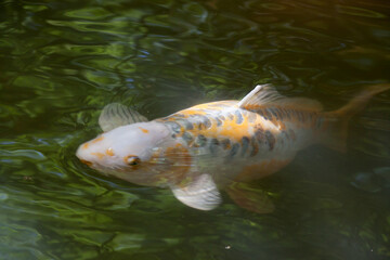 Koi swimming in a pond