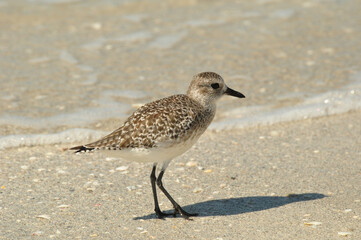 Plover on the beach