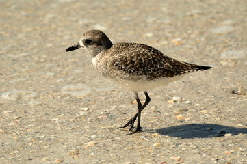 Plover on the beach
